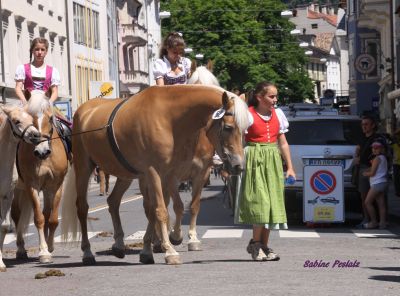 mother of 6 approved stallions mother of 6 approved stallions