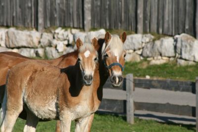 Our brodmares Our brodmares