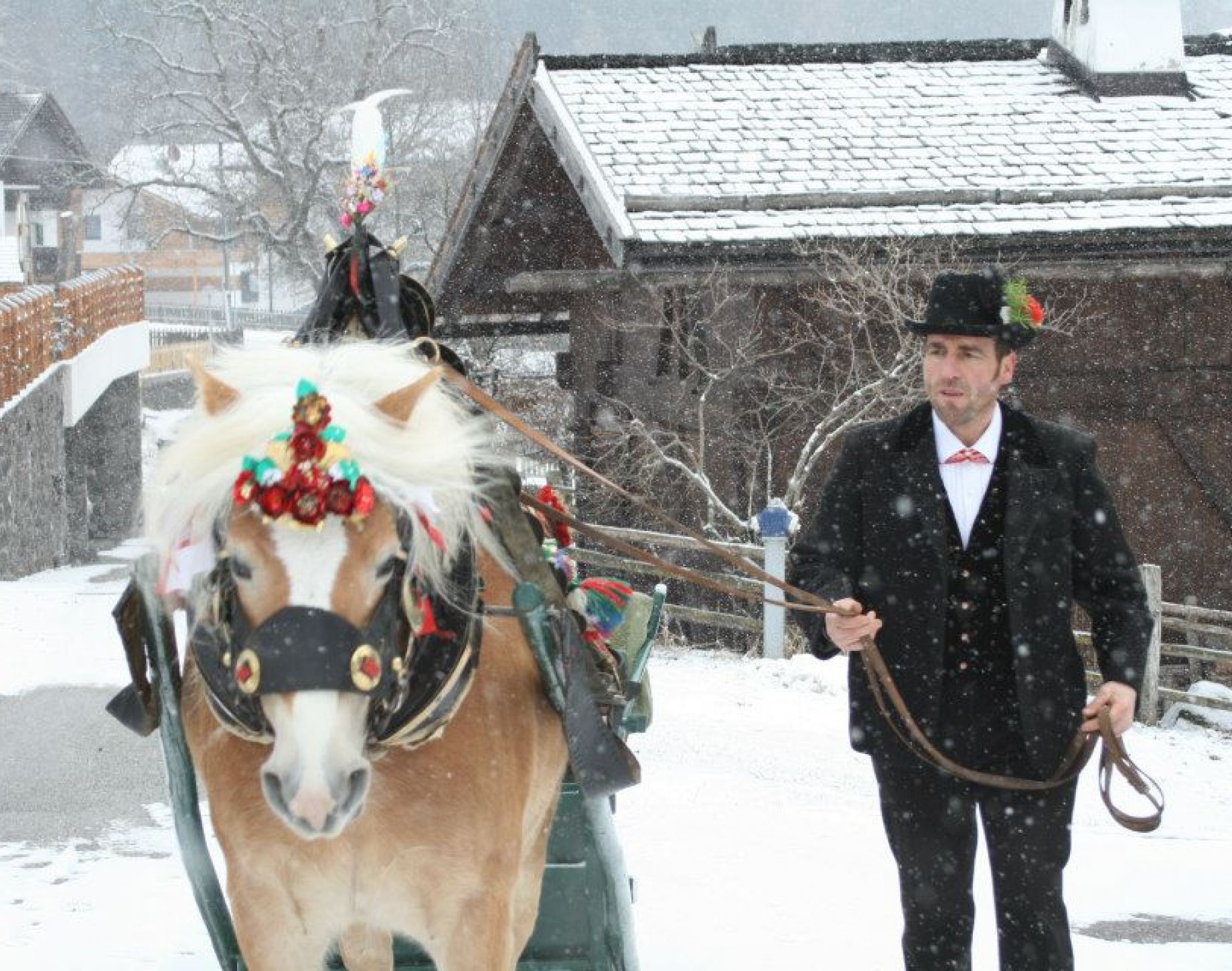 Our animals: Haflinger horses South Tyrol