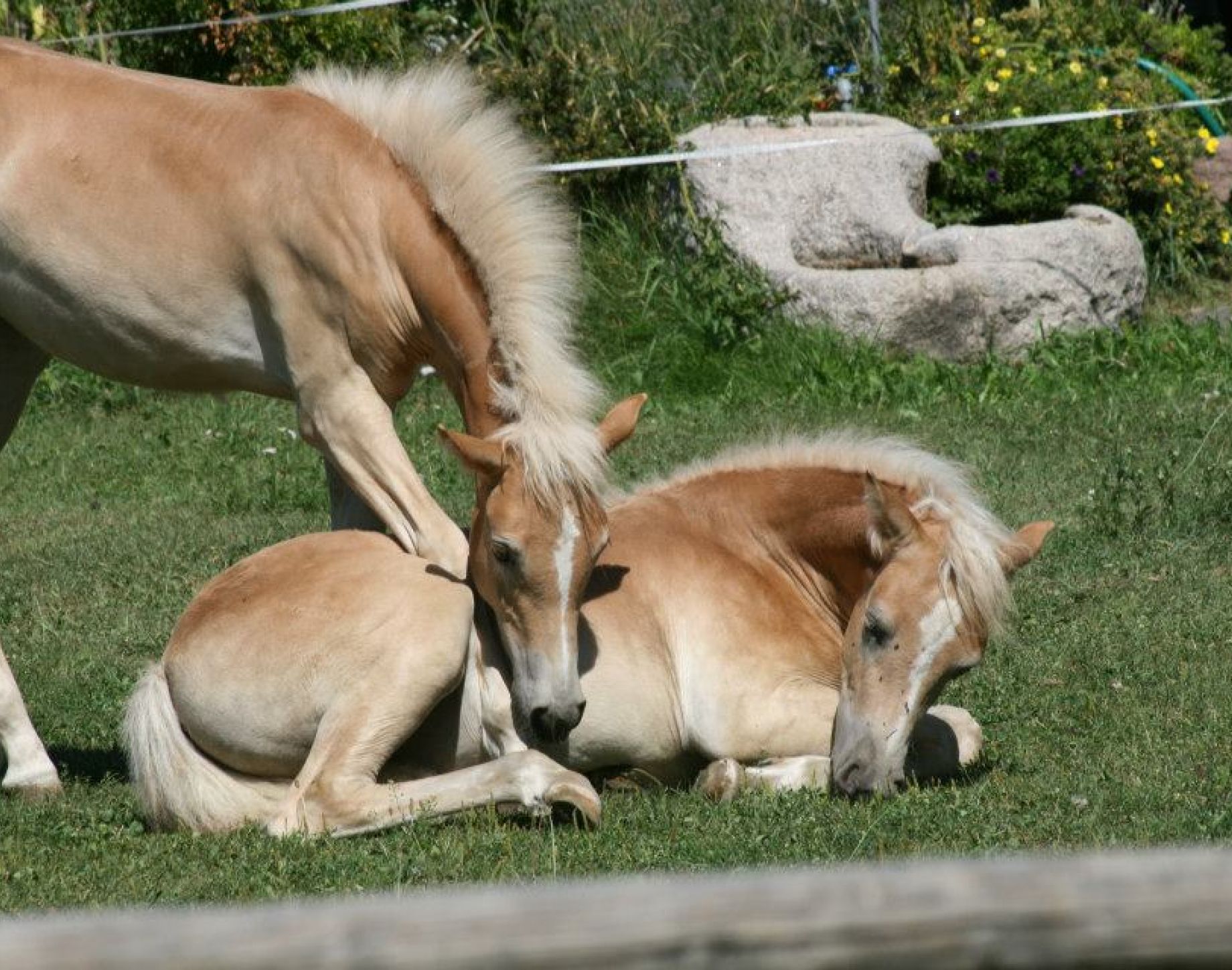 Our animals: Haflinger horses South Tyrol