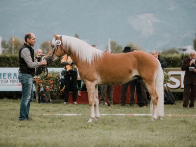 our stallions at stud